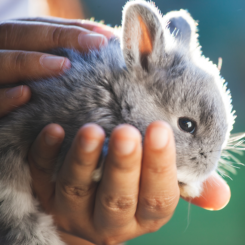 hands holding small bunny
