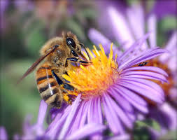 Honeybee on purple flower with yellow center