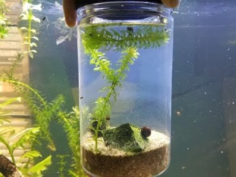 Aquatic snail ecosystem