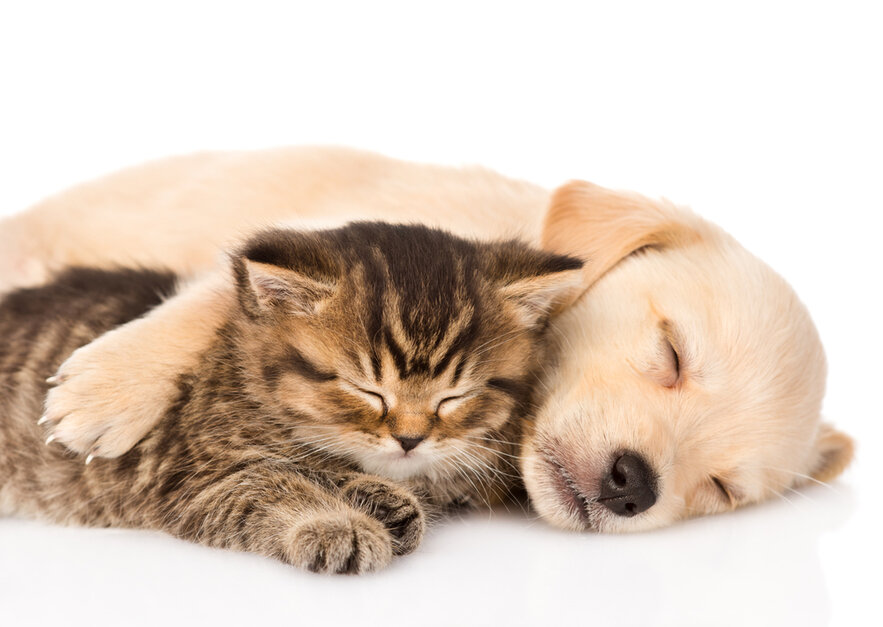 Kitten & puppy sleeping together