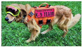 Search and rescue dog