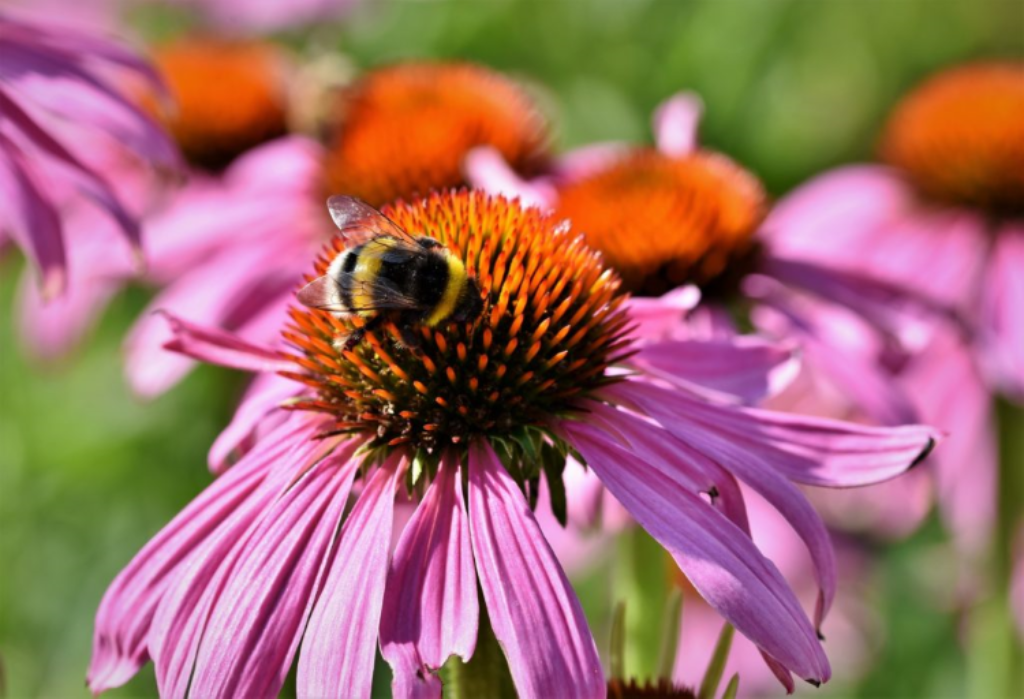 a bee on a purple daisy flower