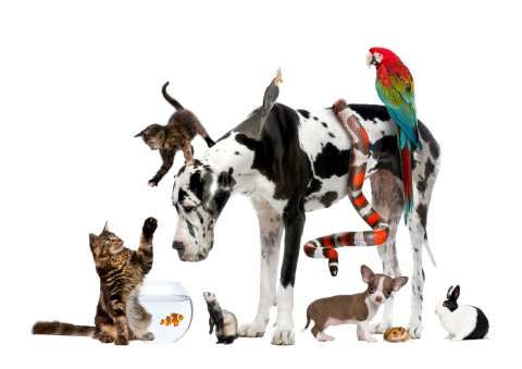 a great Dane, cats, cockatiel, macaw, snake, rabbit, puppy hamster, and goldfish in a bowl 