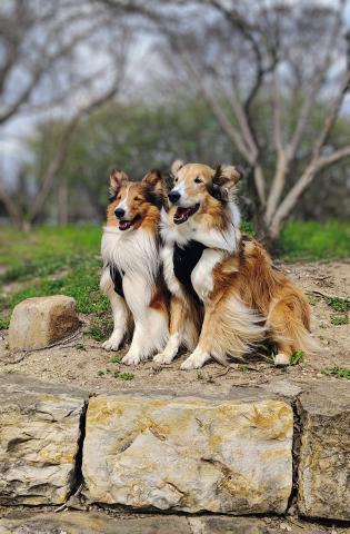 dogs on a wall