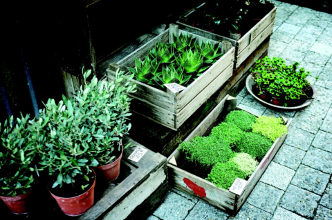 a variety of small plants in pots and boxes on a sidewalk