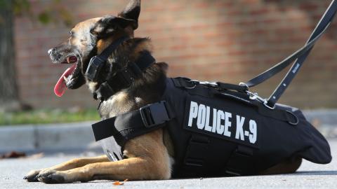 K-9; police canine; working dog.