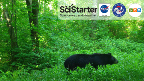 A black bear walking through tall grass - above it are the SciStarter and NASA ambassador logos