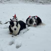 Two black & white dogs in bright white snow
