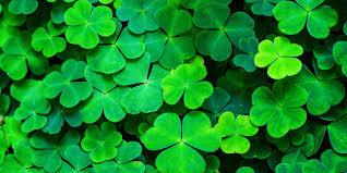 Shamrocks