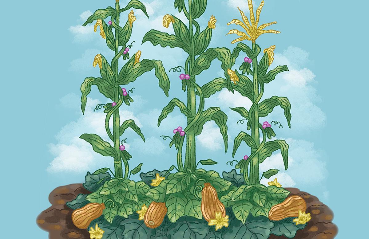 Corn, green beans, and squash growing together in a garden.