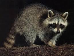 A raccoon at night.