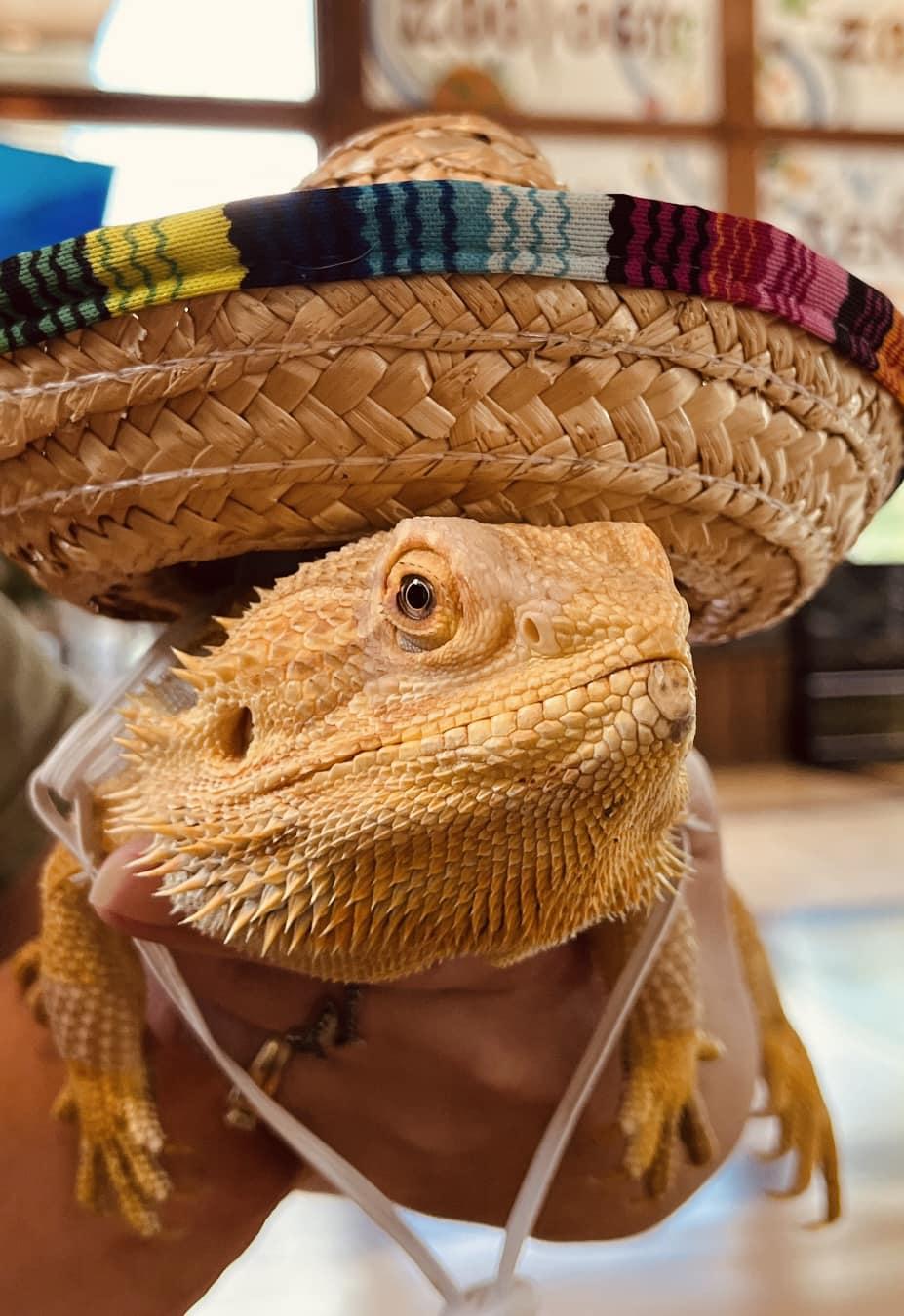 Brown lizard wearing colorful sombrero