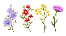 Four wildflowers. Two purple, one red, and one yellow.