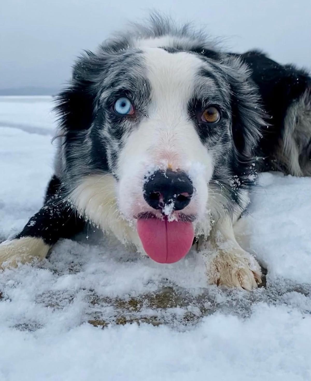 Black and white Border Collie facing forward