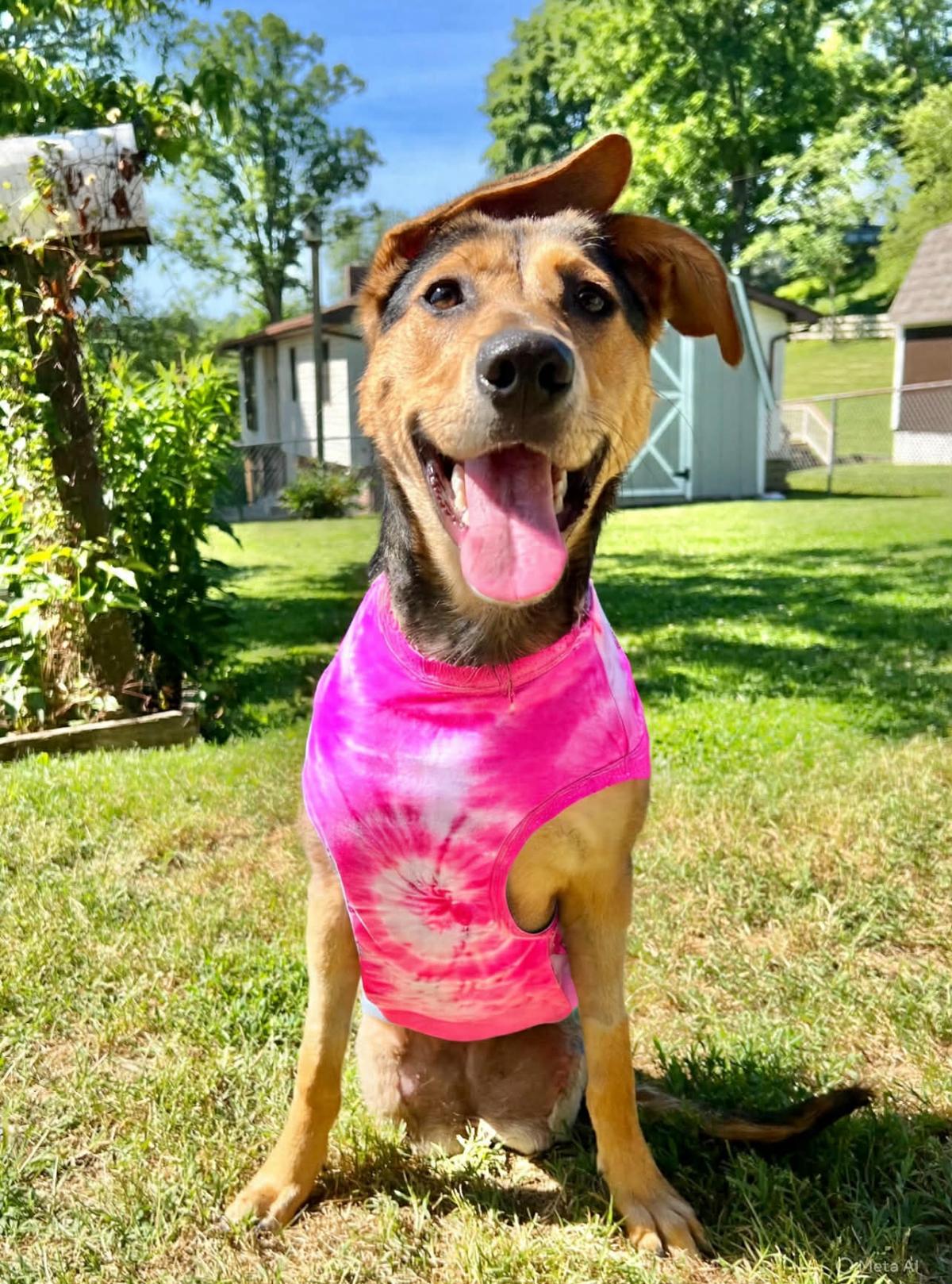 Indi the dog with a pink shirt on